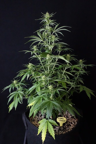Growreport Bild 5
