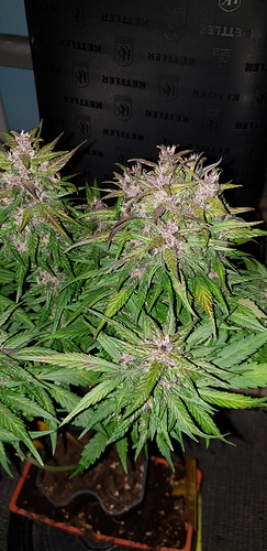 Growreport Bild 7