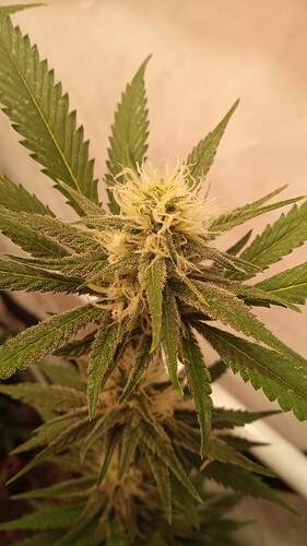 Growreport Bild 49