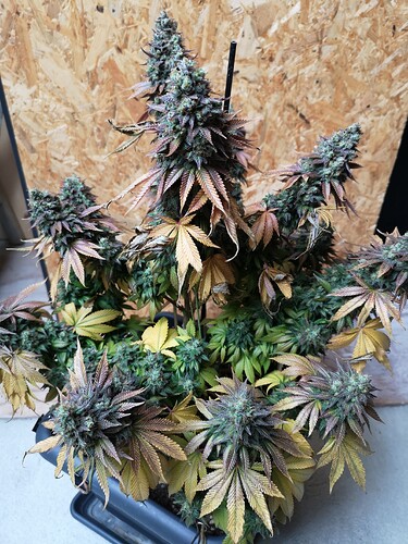 Growreport Bild 2