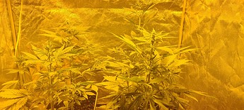 Growreport Bild 10