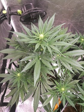 Growreport Bild 9
