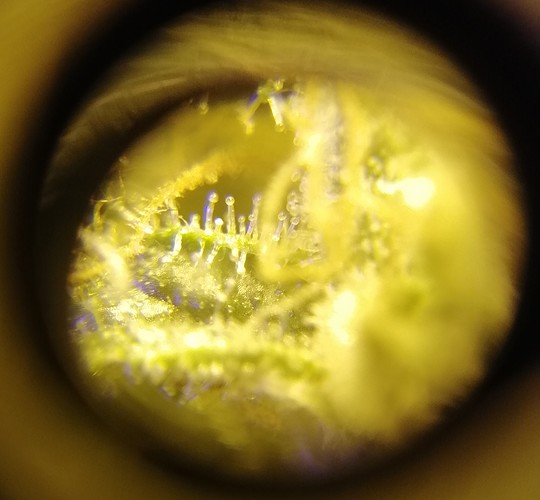 Growreport Bild 3