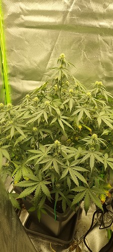 Growreport Bild 7
