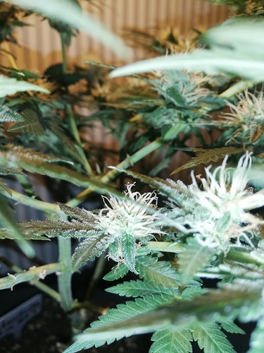 Growreport Bild 7