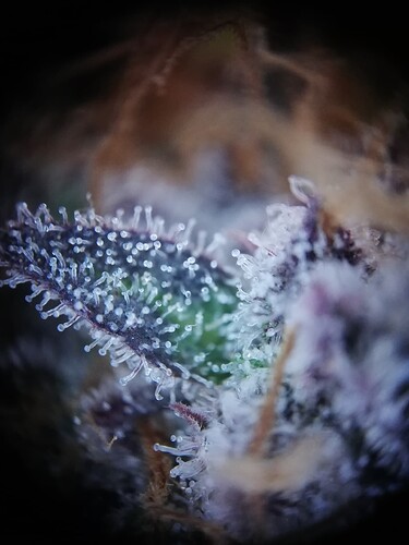 Mimosa_240111-5