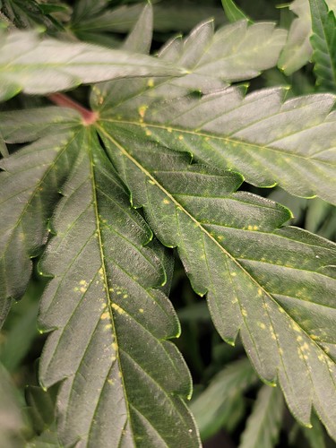 Growreport Bild 7