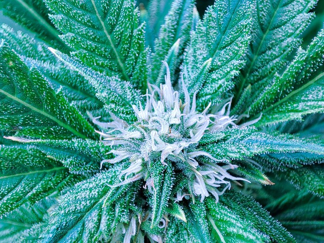 Growreport Bild 23