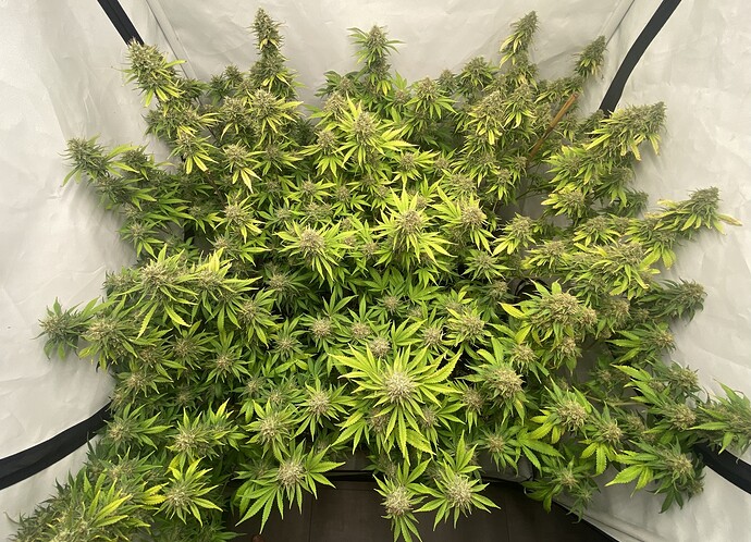 Growreport Bild 1