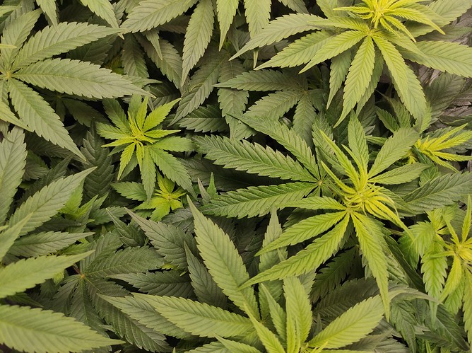 Growreport Bild 7