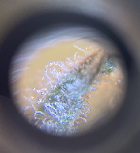 Growreport Bild 3