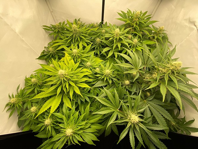 Growreport Bild 4