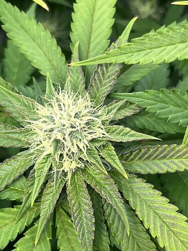 Growreport Bild 9