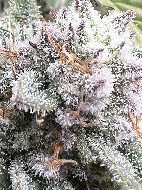 Growreport Bild 6