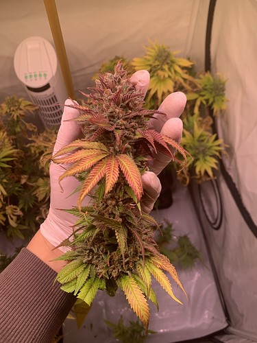 Growreport Bild 7