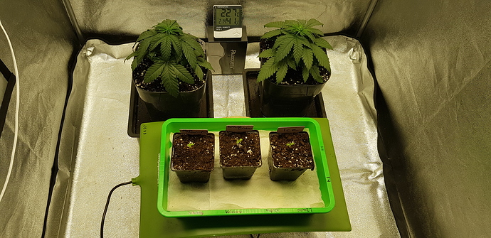 Growreport Bild 6