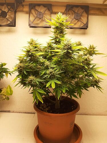 Growreport Bild 3