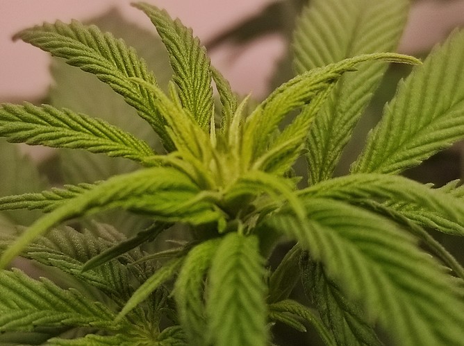 Growreport Bild 2