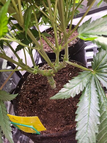 Growreport Bild 27
