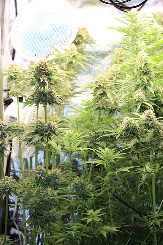 Growreport Bild 2