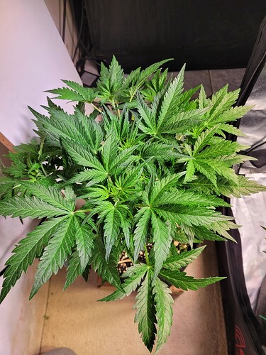 Growreport Bild 27