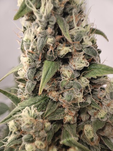 Growreport Bild 1