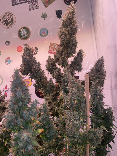 Growreport Bild 1