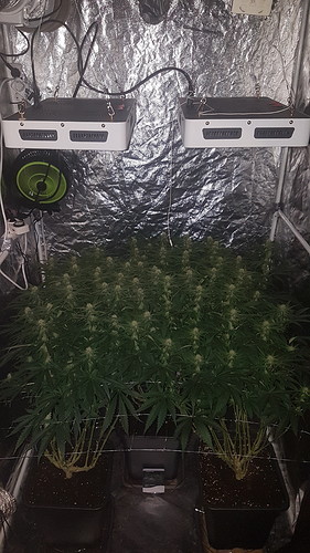 Growreport Bild 6