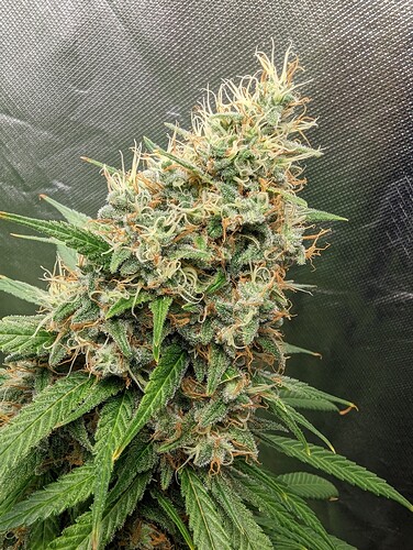Growreport Bild 9