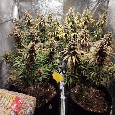1567270_el-patron-by-rqs-nutes-by-green-buzzroyal-queen-seedsel-patron