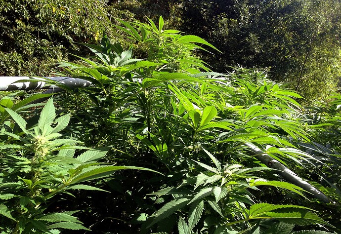 Growreport Bild 12