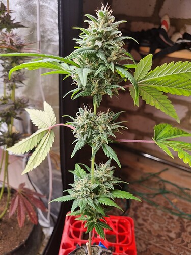 Growreport Bild 4