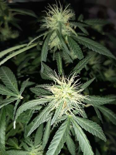 Growreport Bild 3