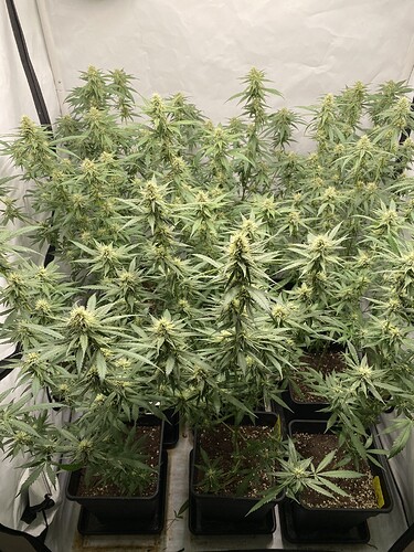 Growreport Bild 7
