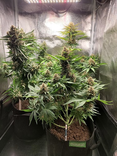 Growreport Bild 2