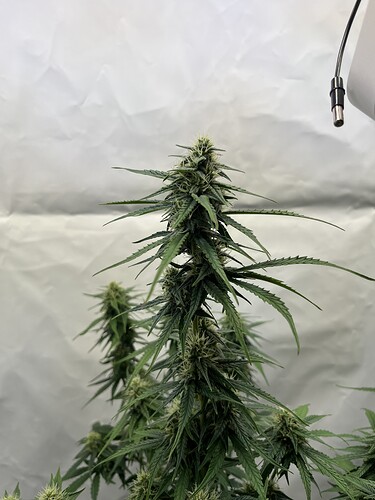 Growreport Bild 21