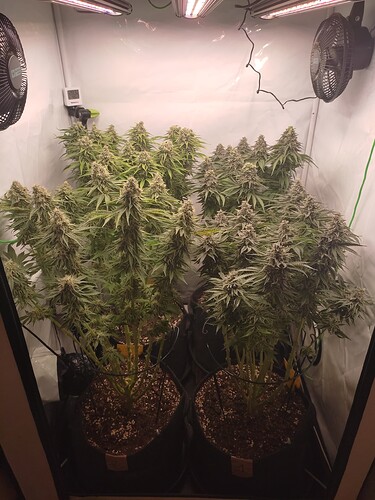 Growreport Bild 4