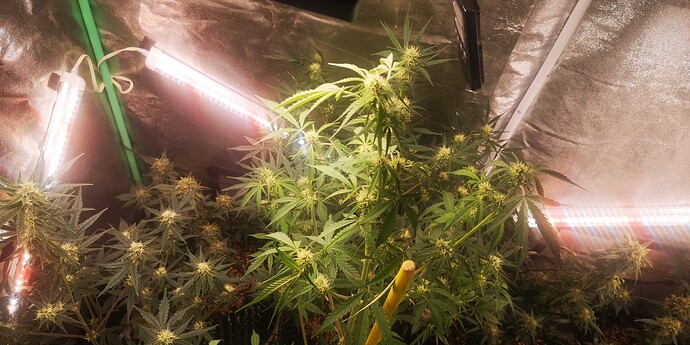 Growreport Bild 16