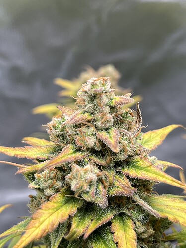 Growreport Bild 29