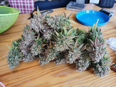 Growreport Bild 4