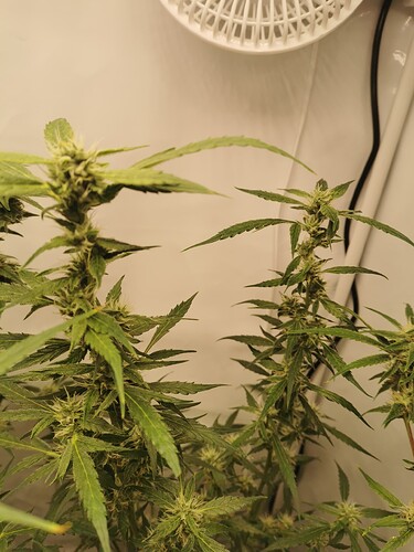 Growreport Bild 1