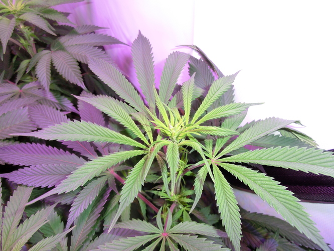 Growreport Bild 3