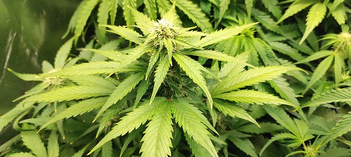 Growreport Bild 5