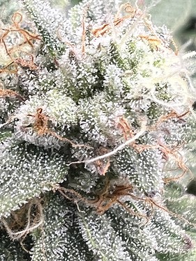 Growreport Bild 8