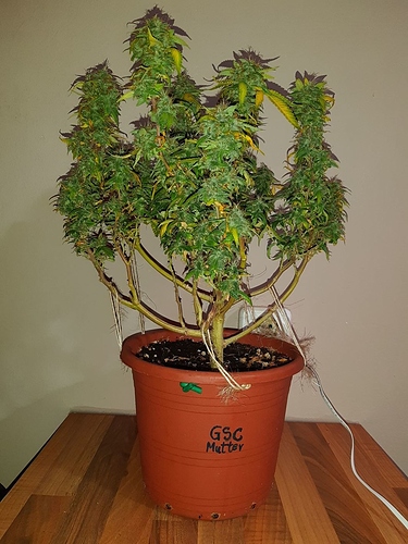 Growreport Bild 1