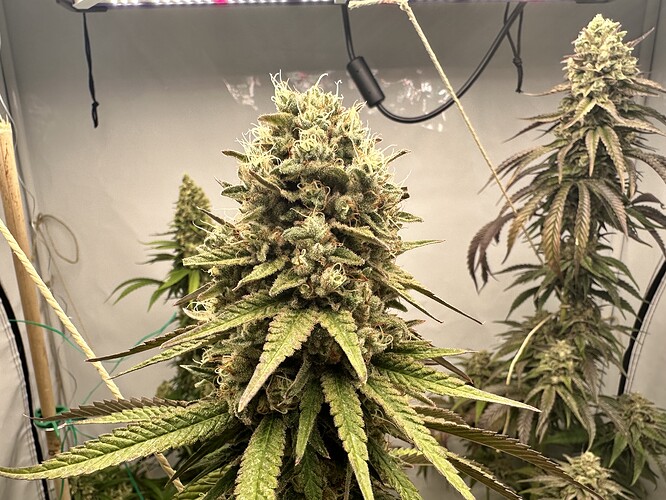 Growreport Bild 4