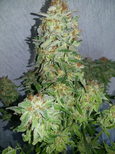 Growreport Bild 7