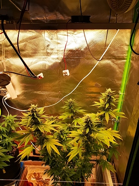 Growreport Bild 1