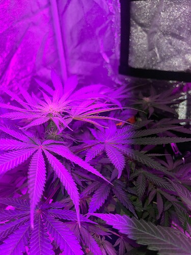 Growreport Bild 4