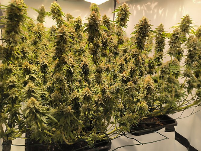 Growreport Bild 3